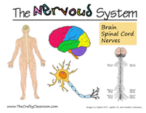 About the Nervous System